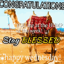 Congratulations Hump Day Wednesday Stay Blessed GIF