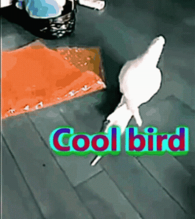 Cool Bird GIF