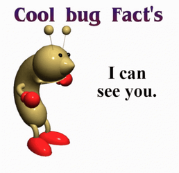 Cool Bug Facts I Can See You GIF