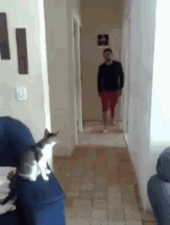Cool Cat Doing High Five Fist Bump GIF