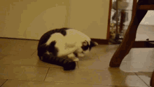 Cool Cat Doing Somersault GIF