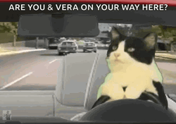 Cool Cat Driving Crazy  GIF