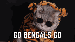 Cool Cat Go Bengals Go GIF