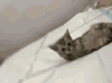 Cool Cat Like Boss Lying  White Bed GIF