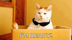 Cool Cat On Shades I'm Ready GIF