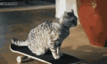 Cool Cat Skateboard Ride Going Home GIF