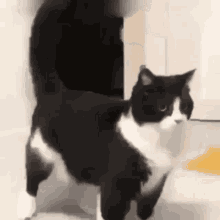 Cool Cat Video Tricks Look Like Dancing GIF