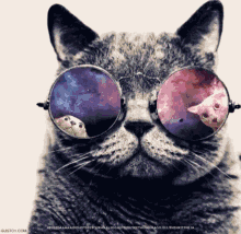 Cool Cat Wear Disco Lights Reflection Sunglasses GIF