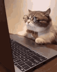 Cool Cat Wear Glasses Busy Working Laptop GIF