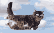 Cool Cat Wear Sunglasses Flying  GIF