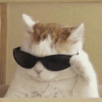 Cool Cat Wearing Sunglasses GIF