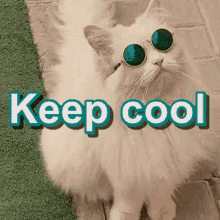 Cool Cat Wearing Sunglasses Look Up GIF