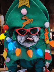 Cool Christmas Costume Christmas Dog GIF