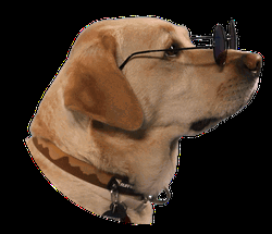 Cool Dog With Shades On  GIF
