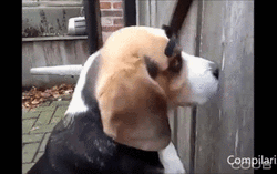 Cool Eyebrows Compilation  GIF