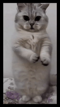Cool Flawless Dancing Cat Meme GIF