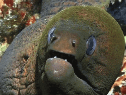 Cool Giant Eel Sunglasses Filter GIF