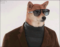 Cool Looking Doge  GIF