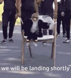 Cool Monkey Glasses Landed GIF