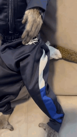 Cool Monkey Sports Attire Meme GIF