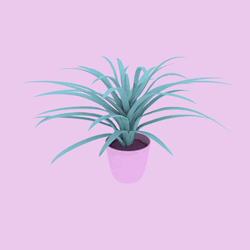 Cool Pink Pineapple Plant