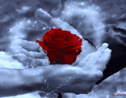 Cool Red Roses Hand Reflection GIF