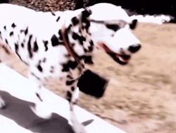 Cool Running Dalmatian Dog