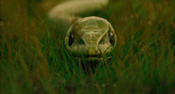 Cool Snake Skin Shreading GIF