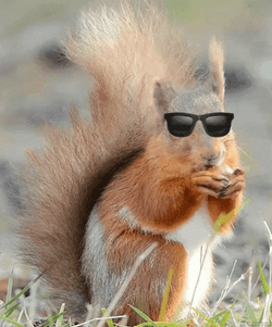 Cool Squirrel Meme With Shades GIF