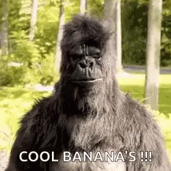 Coolio Banana's Cool GIF