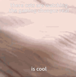 Coolio Cat Sleeping Cute GIF