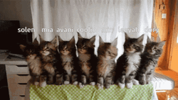 Coolio Cats In Sync GIF