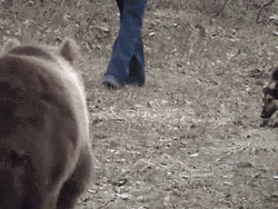 Cop Chased By Brown Bear GIF