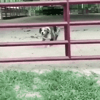 Copy Of Bill Of Rights GIF