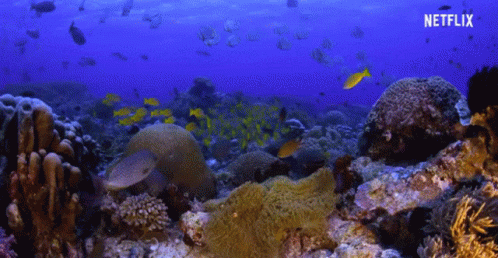 Coral Reef With Fish And Netflix Logo GIF