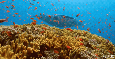 Coral Reef With Fish And Netflix Logo GIF