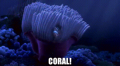 Coral Reef With Fish Swimming Around Saying Coral GIF