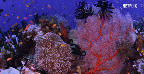 Coral Reef With Netflix Logo GIF