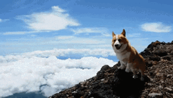 Corgi Above Clouds GIF