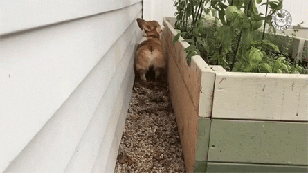 Corgi Back It Up GIF