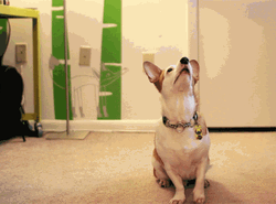 Corgi Begging GIF