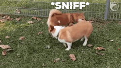 Corgi Butt Sniff GIF