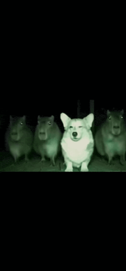 Corgi Capybara GIF