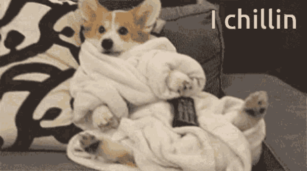 Corgi Chillin GIF