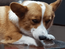 Corgi Death Stare GIF