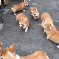 Corgi Dog Gang GIF