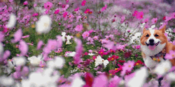Corgi Dog In The Garden Of Flowers GIF