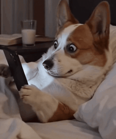 Corgi Dog Looking At Phone On Bed GIF