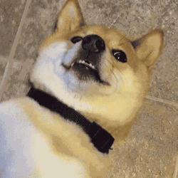 Corgi Dog Looking Intently  GIF