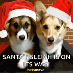 Corgi Dog Merry Christmas Eve GIF